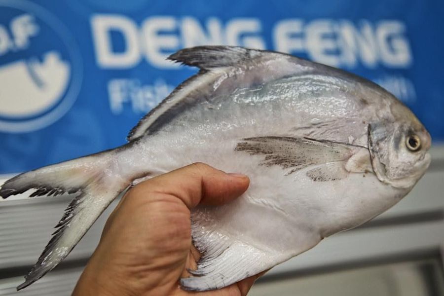 印度洋捕撈正白鯧魚 