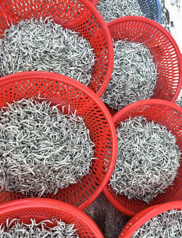 登峰嚴選澎湖熟丁香魚(低鹽) 