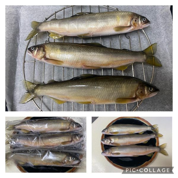 登峰の山泉公香魚(900G±5%) 