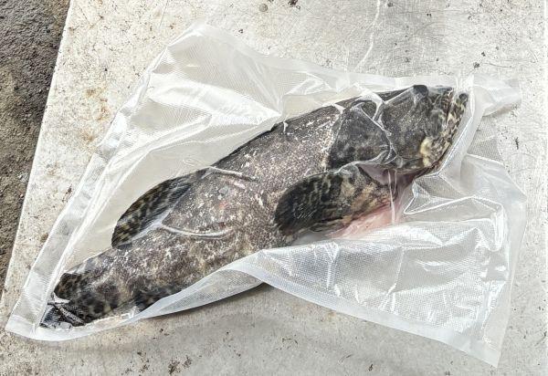龍虎石斑（三去免處理） 龍虎石斑,龍虎石斑三去,石斑魚,吃魚長大,冷凍石斑魚,冷凍海鮮,清蒸石斑,鄧氏姊妹水餃
