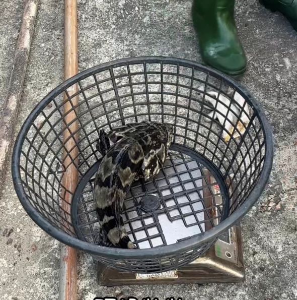 龍虎石斑（三去免處理） 龍虎石斑,龍虎石斑三去,石斑魚,吃魚長大,冷凍石斑魚,冷凍海鮮,清蒸石斑,鄧氏姊妹水餃
