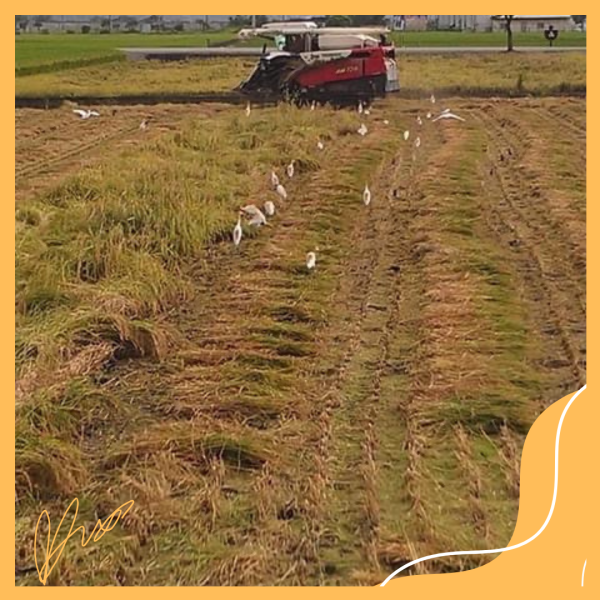 用心米舖-有機好米 有機米