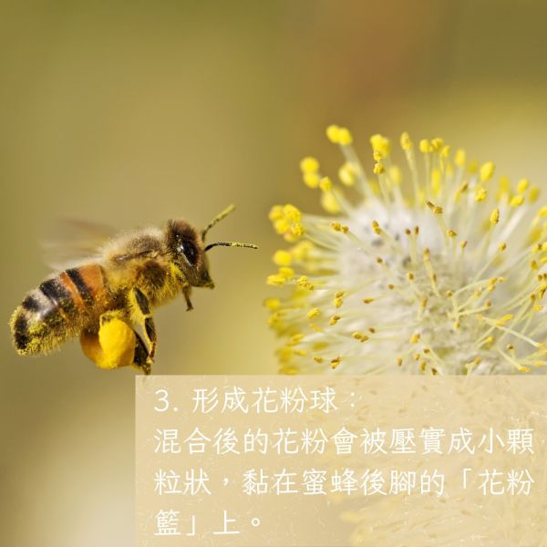 高山蜂花粉 茶花粉、花粉保健、天然花粉、蜂花粉、女性調理、養顏美容、蜂產品、保健食品、花粉營養、蜂林園