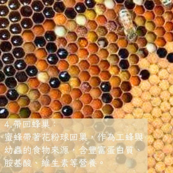 高山蜂花粉 茶花粉、花粉保健、天然花粉、蜂花粉、女性調理、養顏美容、蜂產品、保健食品、花粉營養、蜂林園