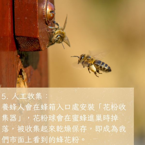 高山蜂花粉 茶花粉、花粉保健、天然花粉、蜂花粉、女性調理、養顏美容、蜂產品、保健食品、花粉營養、蜂林園