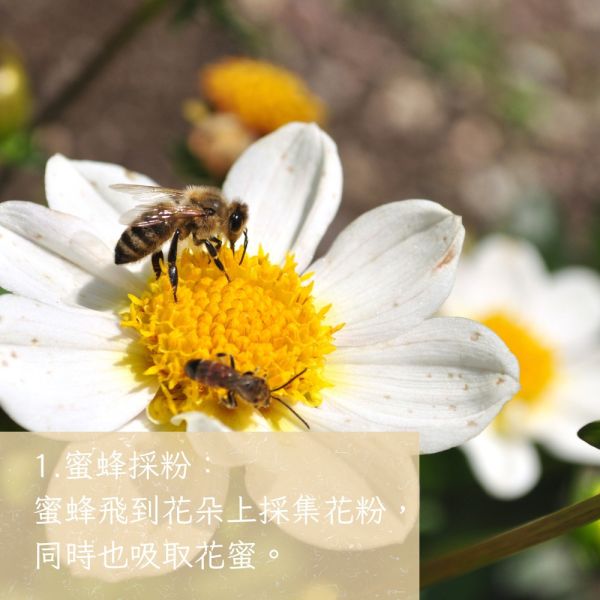 高山蜂花粉 茶花粉、花粉保健、天然花粉、蜂花粉、女性調理、養顏美容、蜂產品、保健食品、花粉營養、蜂林園