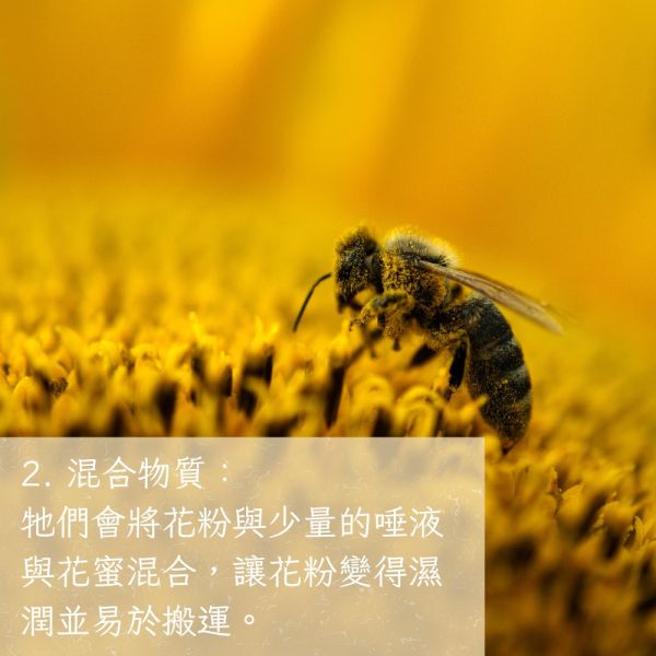 高山蜂花粉 茶花粉、花粉保健、天然花粉、蜂花粉、女性調理、養顏美容、蜂產品、保健食品、花粉營養、蜂林園