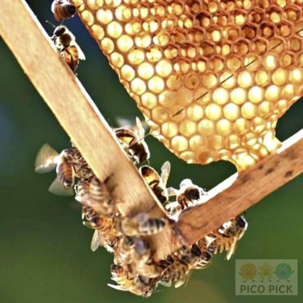 日本 WHITE RAW HONEY 吉爾吉斯產白蜂蜜 250g 天然生蜂蜜 高山蜂蜜 