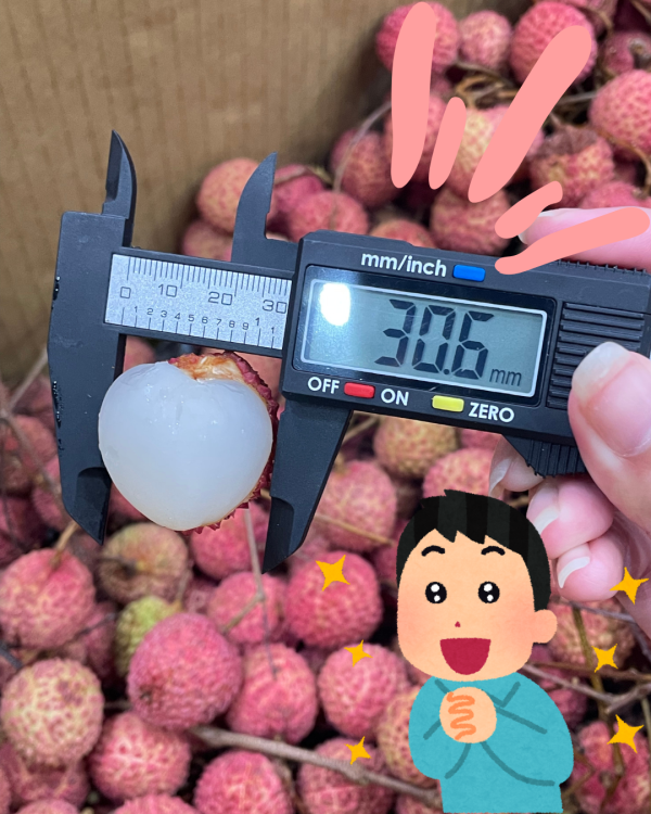 南投糯米荔枝 