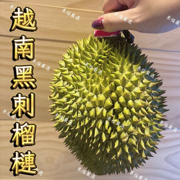 越南黑刺榴槤 越南黑刺榴槤
榴槤
越南