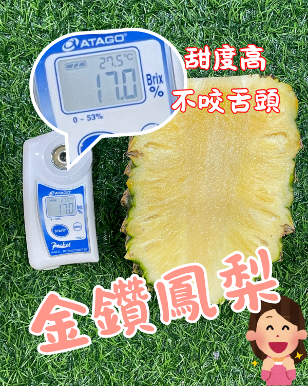 金鑽17號鳳梨 