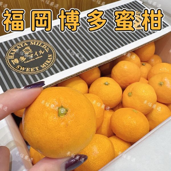 頂級福岡山蜜柑 頂級福岡山蜜柑