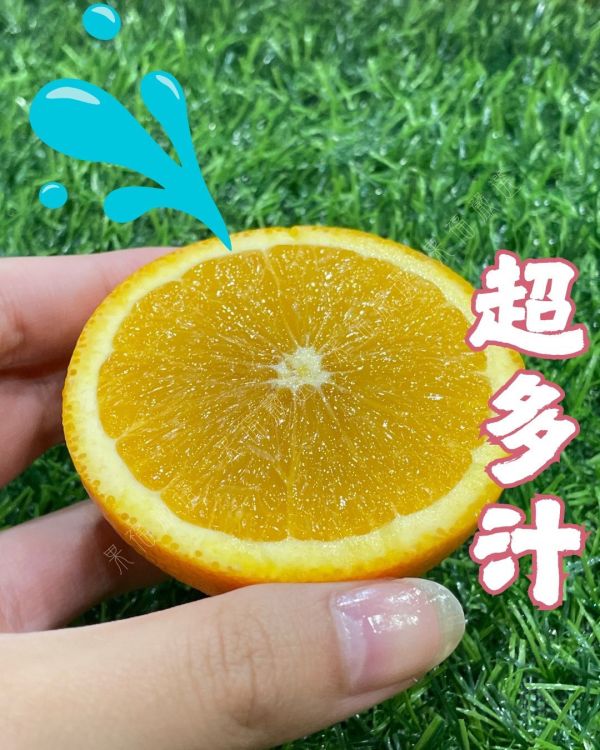 美國肚臍丁 