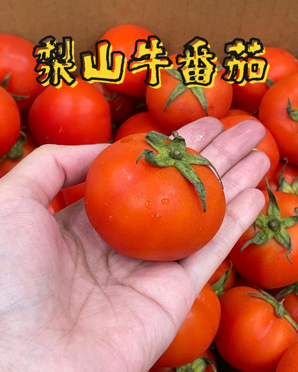 梨山牛番茄 