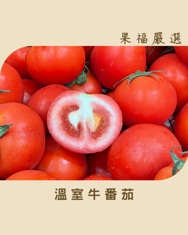 梨山牛番茄 