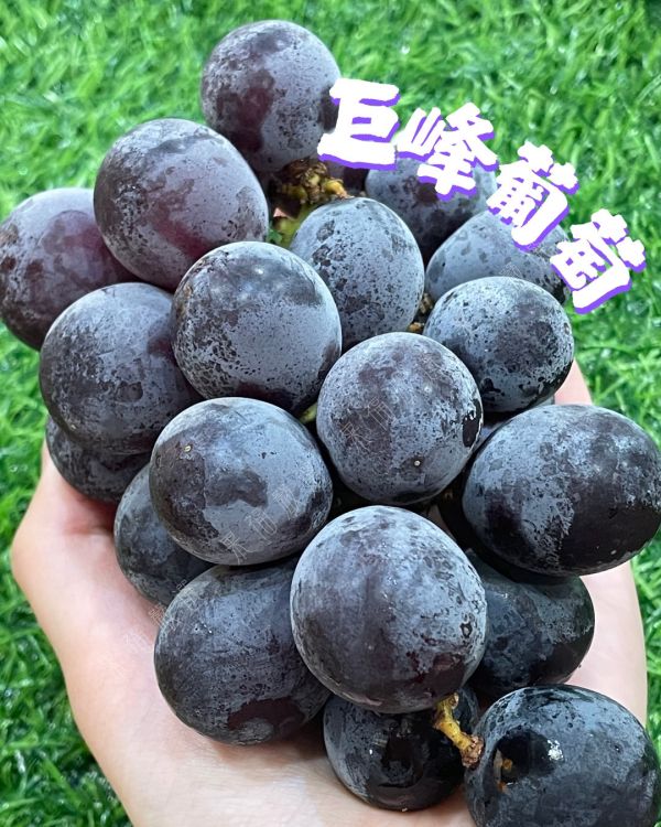 巨峰葡萄 