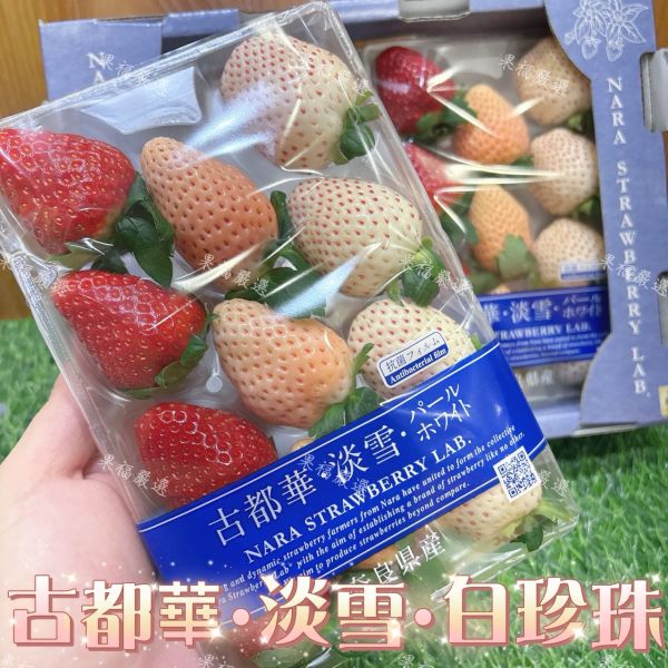 古都華•淡雪•白珍珠 古都華•淡雪•白珍珠