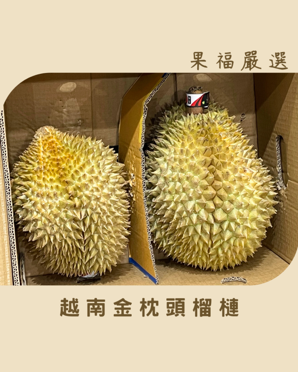 越南金枕頭榴槤 