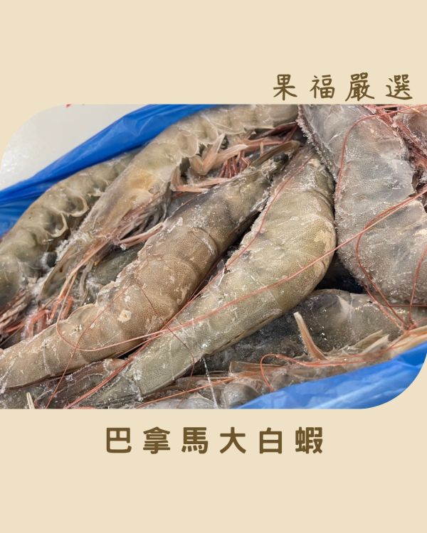 巴拿馬大白蝦 
