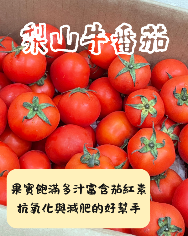 梨山牛番茄 