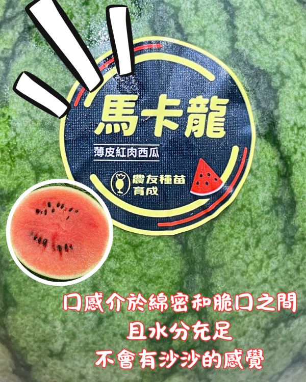 馬卡龍西瓜 