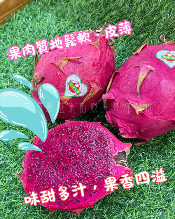 彰化火龍果 
