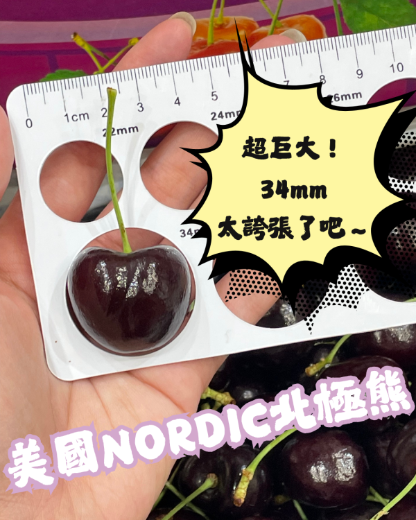 北極熊黑珍珠櫻桃 