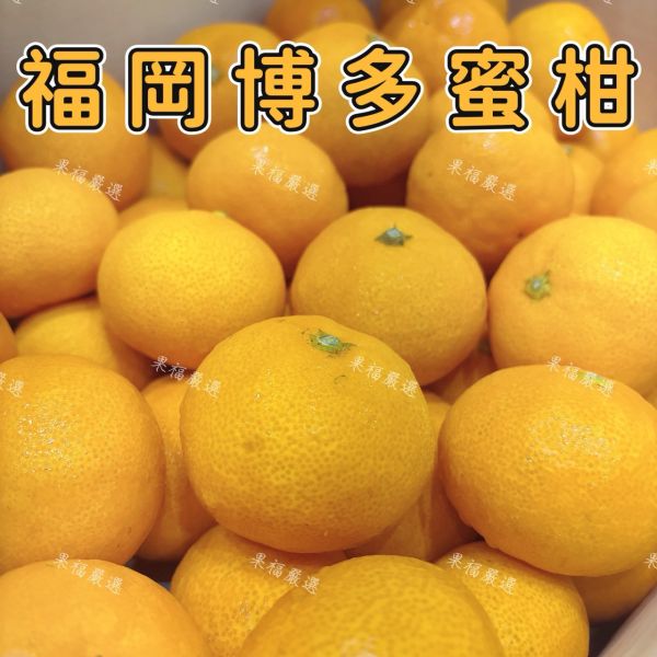 頂級福岡山蜜柑 頂級福岡山蜜柑