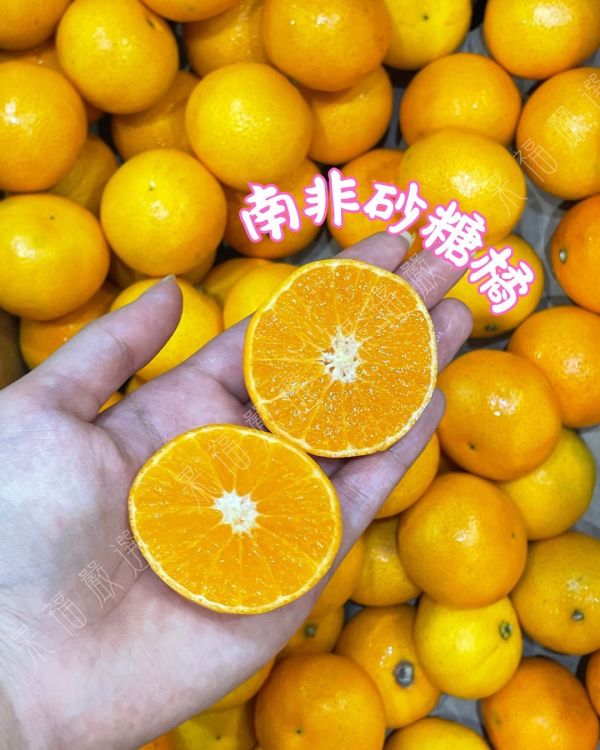 南非砂糖橘 