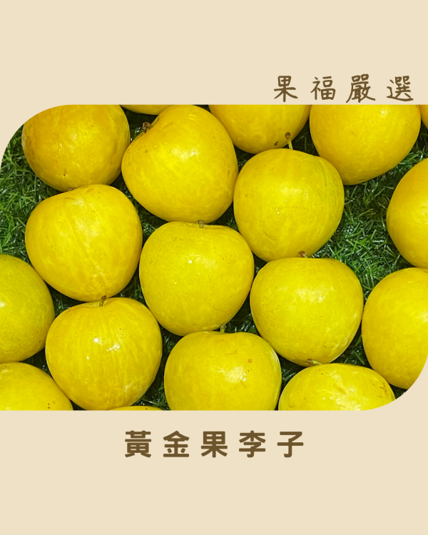 黃金果李子 