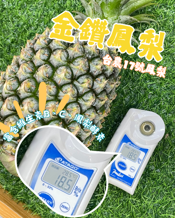 金鑽17號鳳梨 