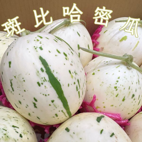頂級斑比哈密瓜 斑比洋香瓜
斑比哈密瓜