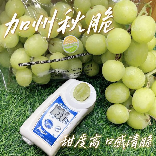 美國秋脆綠無籽 美國加州秋脆葡萄 無籽葡萄 美國葡萄 加州葡萄
🔥顆顆晶瑩飽滿
🔥口感硬脆
🔥甜度爆表～螞蟻人最
🔥完全無籽