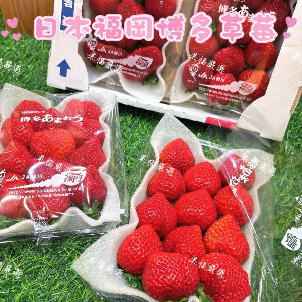 日本福岡博多草莓 日本福岡博多草莓