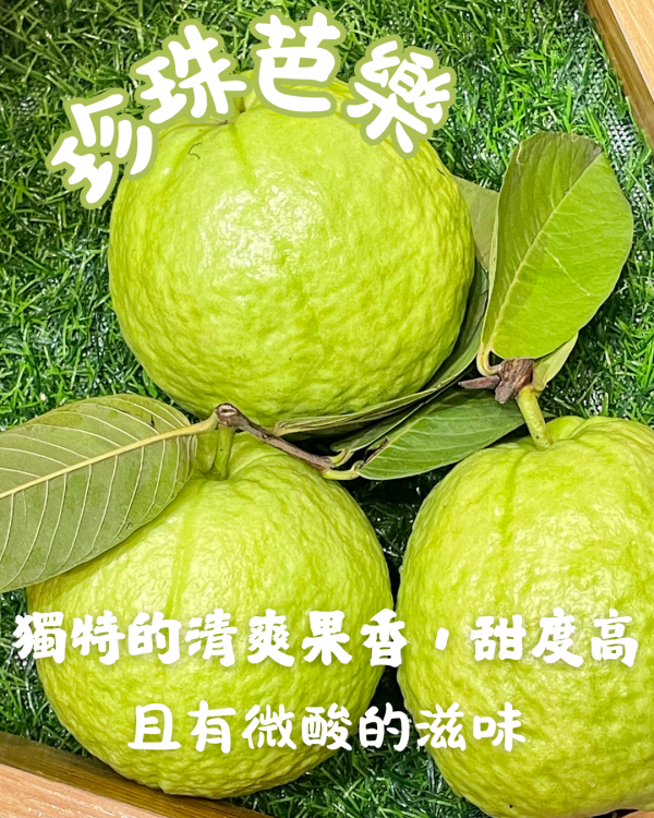 珍珠芭樂 