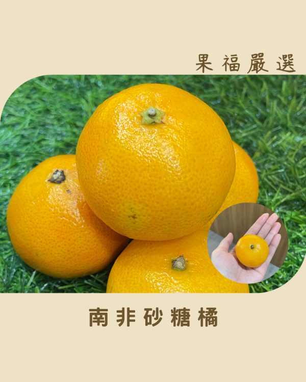 南非砂糖橘 