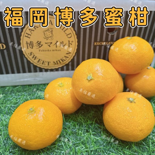 頂級福岡山蜜柑 頂級福岡山蜜柑