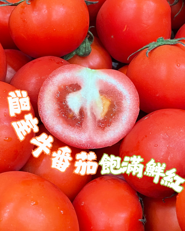 梨山牛番茄 
