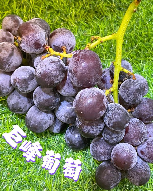 巨峰葡萄 