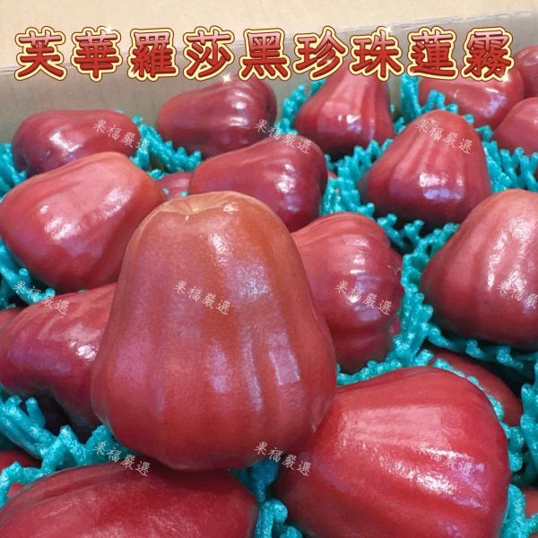 芙華羅莎黑珍珠蓮霧 芙華羅莎黑珍珠蓮霧
蓮霧
黑珍珠