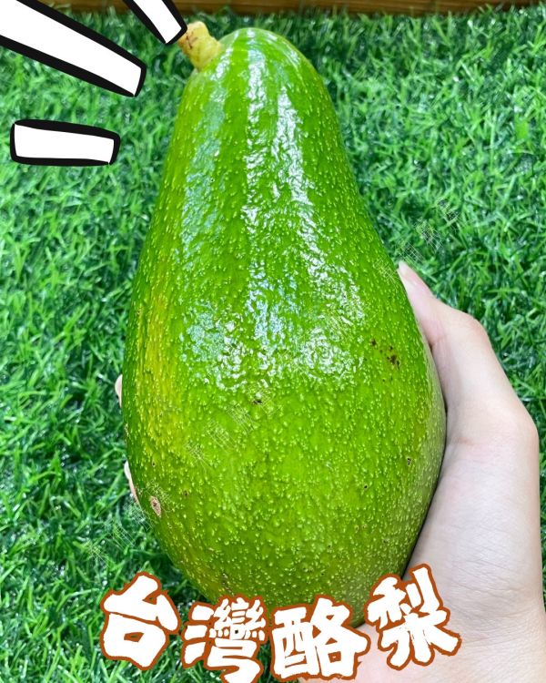 台東酪梨 