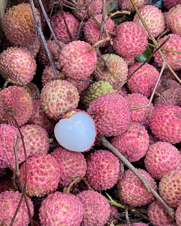 南投糯米荔枝 