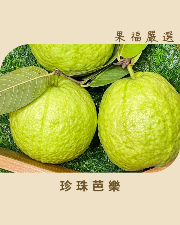 珍珠芭樂 