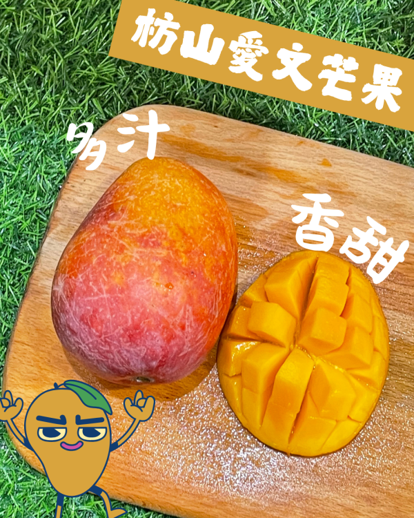 枋山愛文芒果 