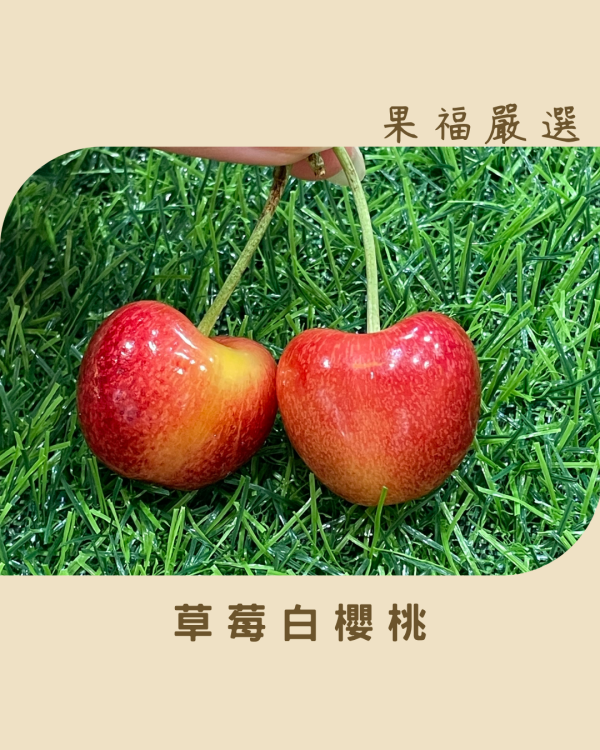 頂級焦糖草莓白櫻桃 