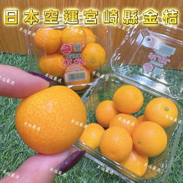 日本宮崎縣金桔 日本宮崎縣金桔