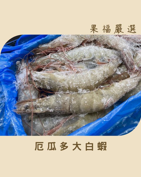 厄瓜多大白蝦 