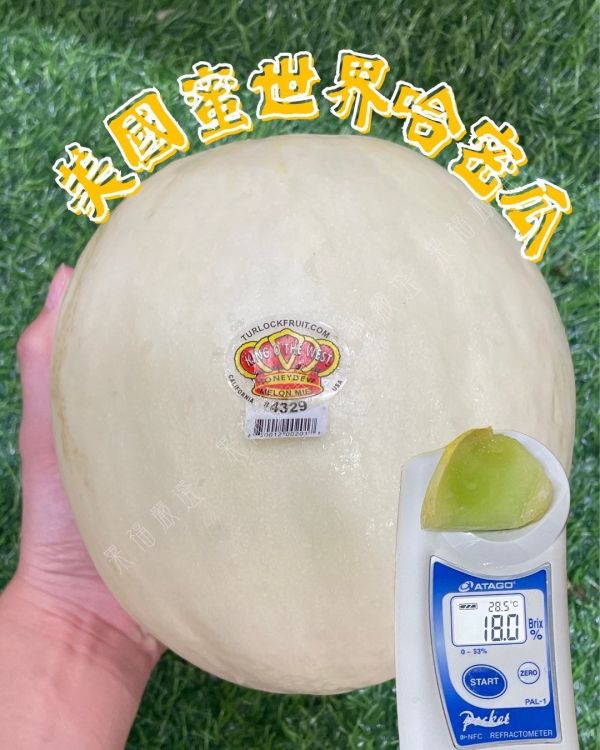 美國蜜世界哈密瓜 美國蜜世界
美國蜜世界哈密瓜
美國哈密瓜