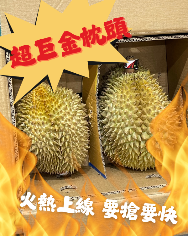 越南金枕頭榴槤 