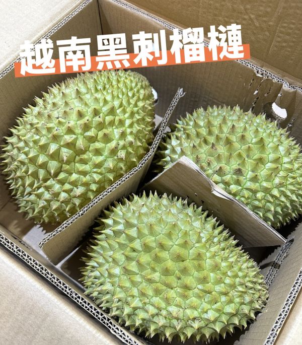 越南黑刺榴槤 越南黑刺榴槤
榴槤
越南